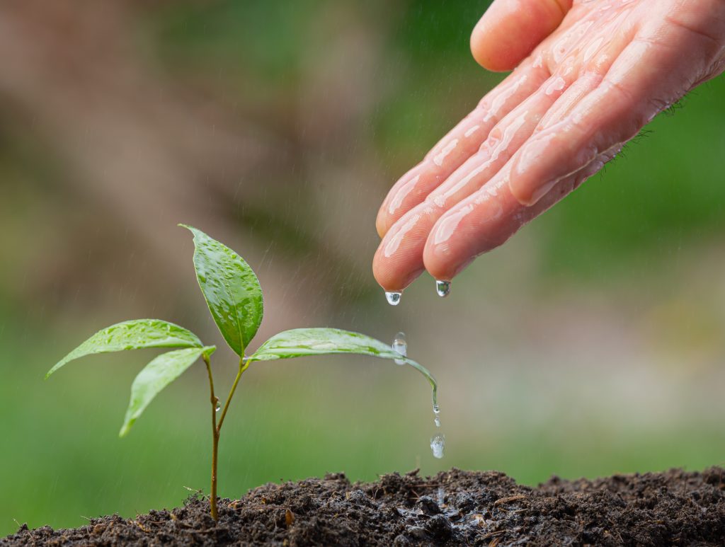 img-hand-watering-sapling-plant